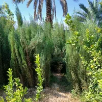 درخت فروشی در پاکت|گل و گیاه طبیعی|خفر, |دیوار