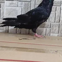 کبوتر زاغ آبادانی