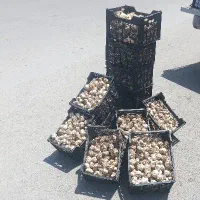 فروش سیر خشک دزفول