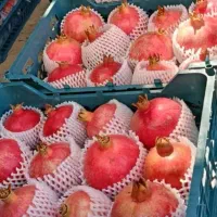 بسته بندی میوه وتره بار درشهرک صنعتی