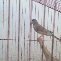 قناری اوازخوان