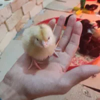 (جوجه بومی گلپایگان نژاد جهادی)