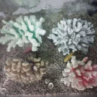 مرجان طبیعی برای اکواریوم|ماهی|آمل, |دیوار