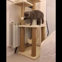 گربه|گربه|اردبیل, |دیوار