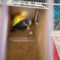 طوطی برزیلی جفت مولد