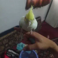 عروس هلندی