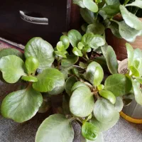 گلهای خانه من|گل و گیاه طبیعی|تبریز, |دیوار