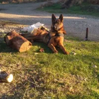 سگ ژرمن اصیل کلاسیک  ۱۱ماهه نر