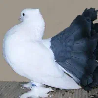چتری دم سیاه