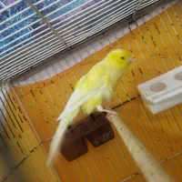 قناری نر حدوداً هفت ماها کشیده بلند|پرنده|فولادشهر, C8|دیوار