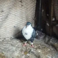 کبوتر کرواتی|پرنده|مشهد, رضاشهر|دیوار