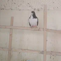 3 تا حیوان پرنده زنگ|پرنده|محمدیه-قزوین, |دیوار