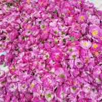 گل محمدی سنتی و ارگانیک