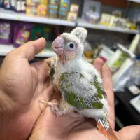 جوجه های سرلاکی گرینچیک|پرنده|ساری, |دیوار