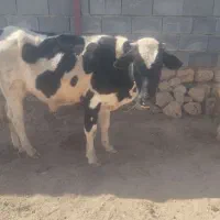 گاو و گوساله