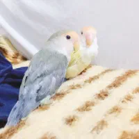 طوطی برزیلی دستی