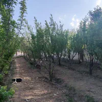 باغ ویلا کلاسیک ۱۳۰۰متری جنگلی کردان.تهراندشت|فروش خانه و ویلا|کرج, شهرک فرهنگیان|دیوار