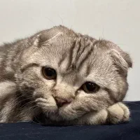 گربه اسکاتیش فولد