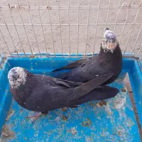 کبوتر کله ماستی