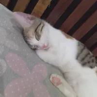 واگذاری گربه|گربه|تهران, دستغیب|دیوار