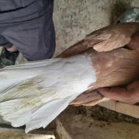 زرد دم سفید هومر|پرنده|قم, چهار مردان|دیوار