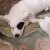 واگذاری پاپی