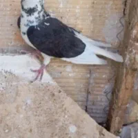 کبوتر گمشده