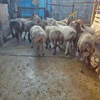 میش چینی قندوز اصل|حیوانات مزرعه|بهبهان, |دیوار