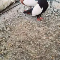 کبوتر سینه