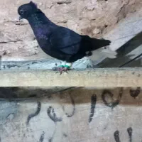 دوعدد ماده کلاغ دم سفید پاچه سفید ۱۵ دم بدون غلط|پرنده|سبزوار, پاسداران|دیوار