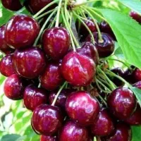 اجاره-ب-ا-غ-میوه-50-لطفا-توضیحات-را-خوب-بخوانید