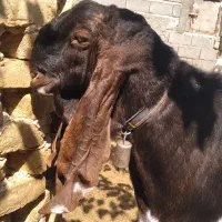 نربز|حیوانات مزرعه|مشهد, شهید رضوی|دیوار