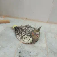 عروس هلندی