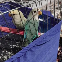 دوعدد جوجه برزیلی دون خورخوشگل