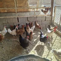 مرغ تخمگذار