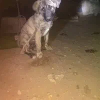 سگ سرابی نگهبان و سگ گله نرو ماده پلنگی ففادارترین|سگ|یزد, |دیوار