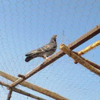 کفتر|پرنده|قم, دروازه ری|دیوار