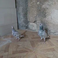 کبوتر|پرنده|آبپخش, |دیوار