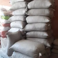 گندم بذری آذر ۲