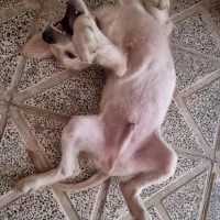 واگذاری توله گلدن رتریور / لابرادور رتریور|سگ|اصفهان, احمدآباد|دیوار