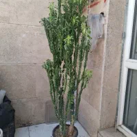 کاکتوس خانگی