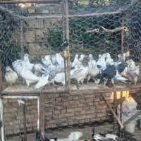 کبوتر تکپر ساعتی|حیوانات مزرعه|تاتار علیا, |دیوار