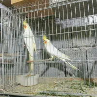 عروس هلندی تک و بالغ، در اب پخش|پرنده|آبپخش, |دیوار