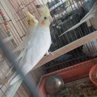 پرندگان