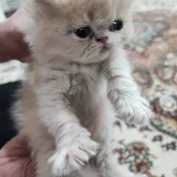 گربه پرشین|گربه|نیشابور, فردوس شمالی|دیوار