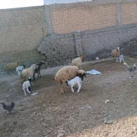 بره نر و ماده گوسفند بز|حیوانات مزرعه|شوش, |دیوار