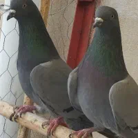 کفترِ استفاده|پرنده|تهران, سلسبیل شمالی|دیوار