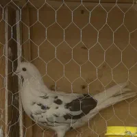 کبوتر پشتدار گم شده