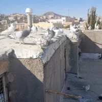 ۳۰ عدد سار و سور