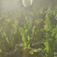 محلی خرما وشیره